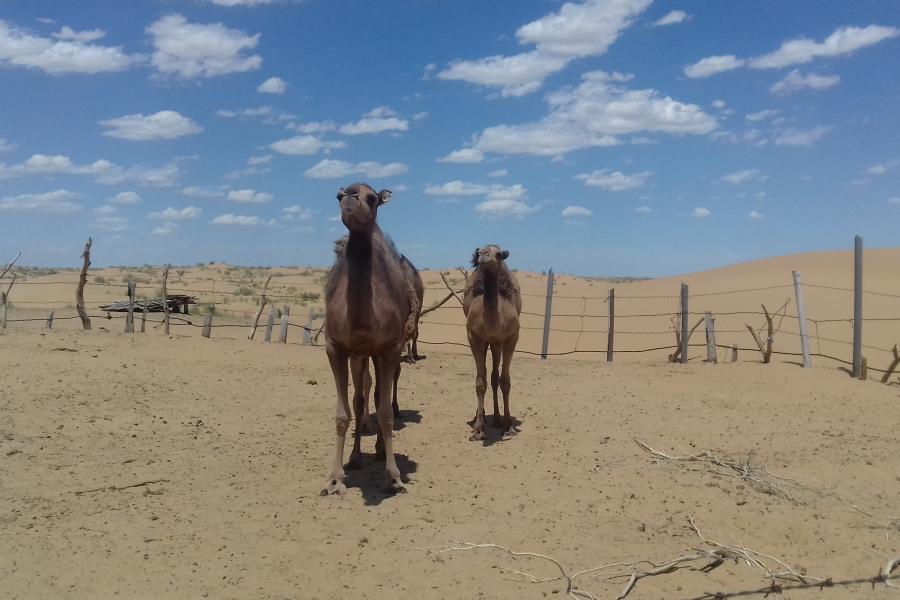 Innovation And Adaptation To Climate Change In The Heart Of The Desert United Nations In Turkmenistan
